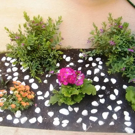 Pisetzky-spadaro - Vegezio