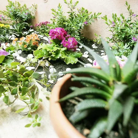 Pisetzky-spadaro - Vegezio